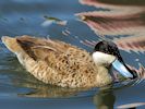 Puna Teal (WWT Slimbridge 22/07/14) ©Nigel Key