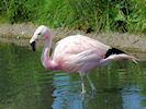 Andean Flamingo (WWT Slimbridge July 2014) - pic by Nigel Key