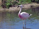 Andean Flamingo (WWT Slimbridge July 2014) - pic by Nigel Key