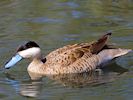 Puna Teal (WWT Slimbridge 22/07/14) ©Nigel Key