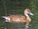 Rosybill (WWT Slimbridge 22/07/14) ©Nigel Key