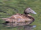 Eider (WWT Slimbridge July 2014) - pic by Nigel Key