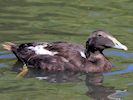 Eider (WWT Slimbridge July 2014) - pic by Nigel Key