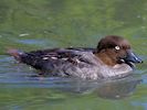 Goldeneye (WWT Slimbridge 22/07/14) ©Nigel Key