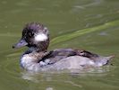 Bufflehead (WWT Slimbridge 22/07/14) ©Nigel Key