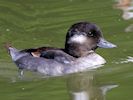 Bufflehead (WWT Slimbridge July 2014) - pic by Nigel Key