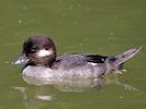 Bufflehead (WWT Slimbridge July 2014) - pic by Nigel Key