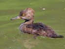 Hooded Merganser (WWT Slimbridge July 2014) - pic by Nigel Key