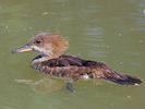 Hooded Merganser (WWT Slimbridge 22/07/14) ©Nigel Key