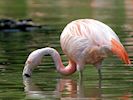 Chilean Flamingo (WWT Slimbridge July 2014) - pic by Nigel Key