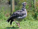 Crested Screamer (WWT Slimbridge July 2014) - pic by Nigel Key