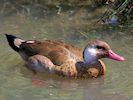 Brazilian Teal (WWT Slimbridge 22/07/14) ©Nigel Key