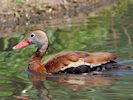 Black-Bellied Whistling Duck (WWT Slimbridge 22/07/14) ©Nigel Key