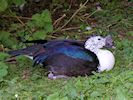 Comb Duck (WWT Slimbridge 22/07/14) ©Nigel Key