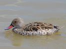 Cape Teal (WWT Slimbridge 22/07/14) ©Nigel Key