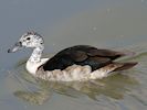 Comb Duck (WWT Slimbridge 22/07/14) ©Nigel Key