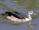 Comb Duck (WWT Slimbridge 22/07/14) ©Nigel Key