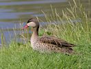 Red-Billed Teal (WWT Slimbridge 22/07/14) ©Nigel Key