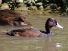 Southern Pochard (WWT Slimbridge July 2014) - pic by Nigel Key