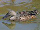 Australian Shoveler (WWT Slimbridge July 2014) - pic by Nigel Key