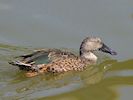 Australian Shoveler (WWT Slimbridge 22/07/14) ©Nigel Key