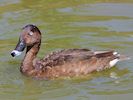 Hardhead (WWT Slimbridge 22/07/14) ©Nigel Key