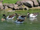 Magpie Goose (WWT Slimbridge 22/07/14) ©Nigel Key