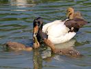 Magpie Goose (WWT Slimbridge July 2014) - pic by Nigel Key