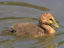 Magpie Goose (WWT Slimbridge July 2014) - pic by Nigel Key