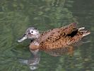 Laysan Duck (WWT Slimbridge 22/07/14) ©Nigel Key