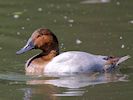 Canvasback (WWT Slimbridge 22/07/14) ©Nigel Key