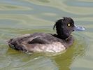 Tufted Duck (WWT Slimbridge 22/07/14) ©Nigel Key