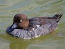 Goldeneye (WWT Slimbridge 22/07/14) ©Nigel Key