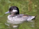 Bufflehead (WWT Slimbridge 22/07/14) ©Nigel Key