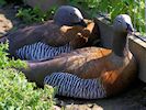 Ashy-Headed Goose (WWT Slimbridge 22/07/14) ©Nigel Key