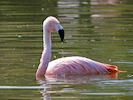 Chilean Flamingo (WWT Slimbridge 22/07/14) ©Nigel Key