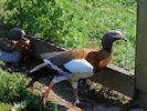 Ashy-Headed Goose (WWT Slimbridge July 2014) - pic by Nigel Key