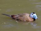 White-Headed Duck (WWT Slimbridge 22/07/14) ©Nigel Key