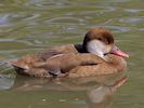 Red-Crested Pochard (WWT Slimbridge July 2014) - pic by Nigel Key