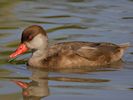 Red-Crested Pochard (WWT Slimbridge July 2014) - pic by Nigel Key