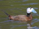 White-Headed Duck (WWT Slimbridge 22/07/14) ©Nigel Key