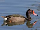 Rosybill (WWT Slimbridge 22/07/14) ©Nigel Key