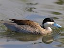 Puna Teal (WWT Slimbridge 22/07/14) ©Nigel Key