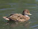 South Georgian Pintail (WWT Slimbridge 22/07/14) ©Nigel Key