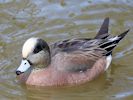 American Wigeon (WWT Slimbridge April 2015) - pic by Nigel Key