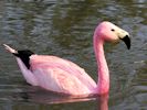 Andean Flamingo (WWT Slimbridge April 2015) - pic by Nigel Key