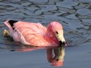 Andean Flamingo (WWT Slimbridge April 2015) - pic by Nigel Key