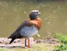 Ashy-Headed Goose (WWT Slimbridge April 2015) - pic by Nigel Key