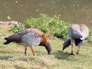 Ashy-Headed Goose (WWT Slimbridge April 2015) - pic by Nigel Key