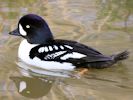 Barrow's Goldeneye (WWT Slimbridge 09/04/15) ©Nigel Key